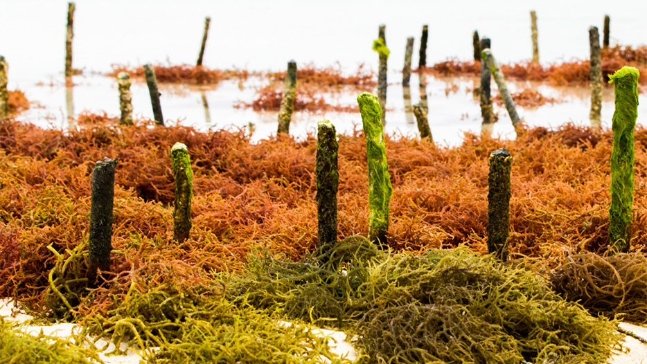 is-seaweed-the-greatest-untapped-resource-on-the-planet